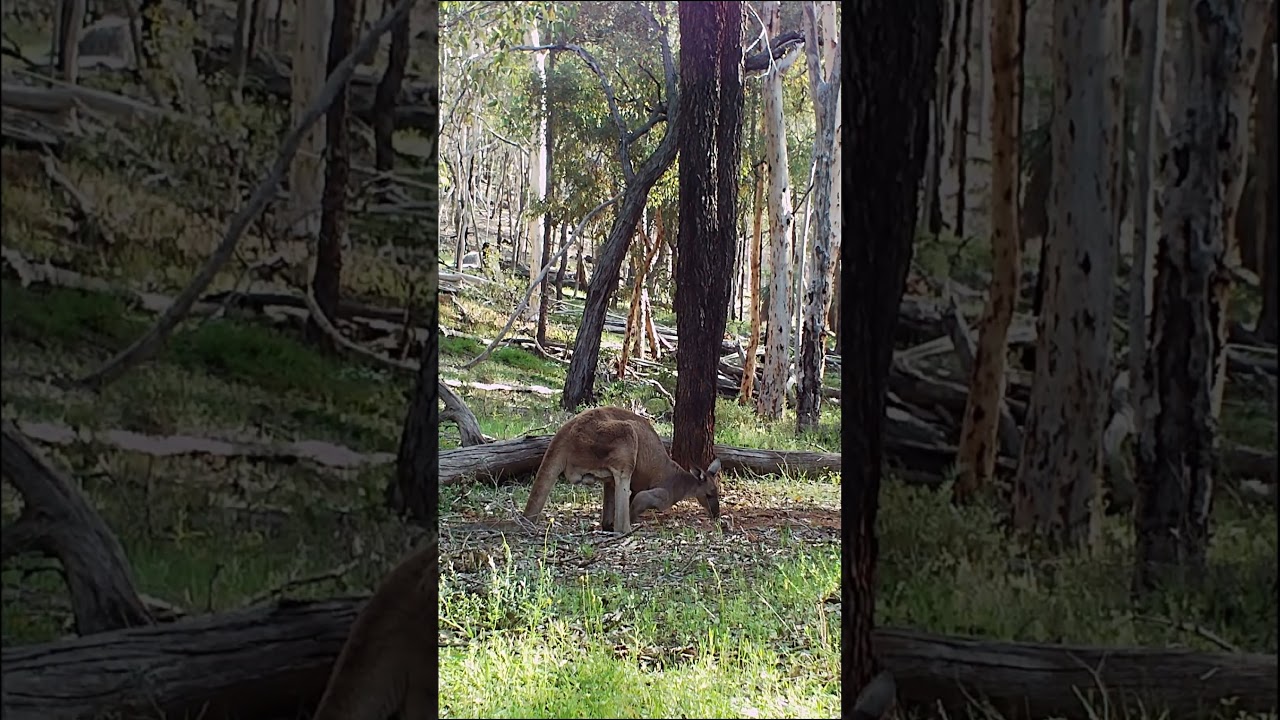 Alpha Male Roo #australia #wildlifeofaustralia #wildlife #kangaroo  #trailcam