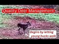 Quality Deer Management, begins by letting young bucks walk!!!