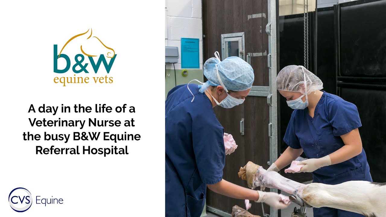 A day in the life of an Equine Veterinary Nurse YouTube