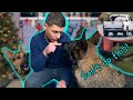 German Shepherd Dos and Don'ts! Please DON'T DO THIS!