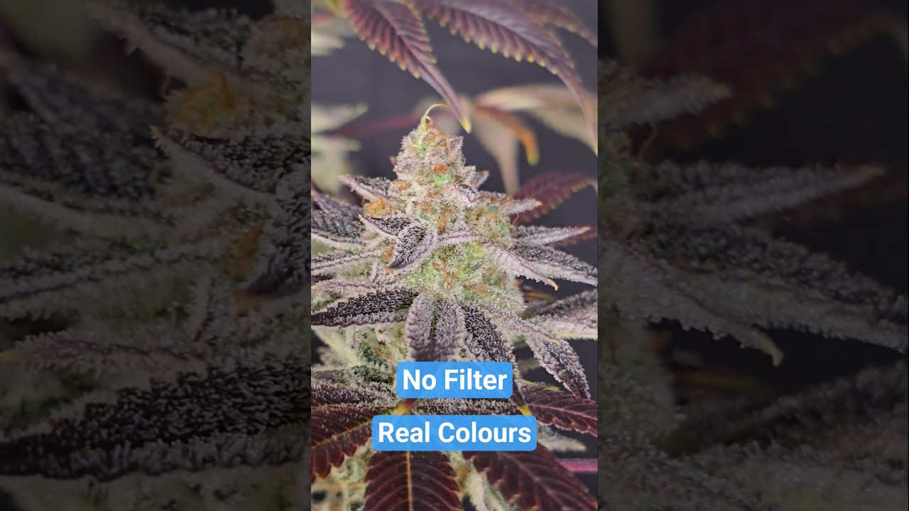 Peyote Critical - Purple Strain