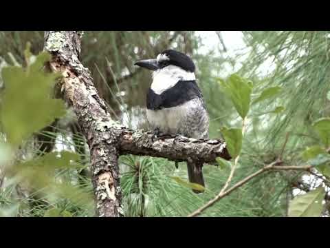 Canto do macuru-de-testa-branca | Pássaros Org