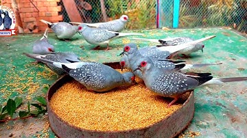 Diamond Dove breedings Tips||Diamond Dove Breedings Progress in My Oper Aviary Urdu\Hindi