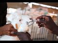 حلقه خاصه عن العنايه بالمواليد للاغنام الصغار شاهــــد للنهايه حلقه خاصه عن العنايه بالمواليد للاغنام الصغار شاهــــد للنهايه
