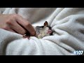 フクロモモンガ(モモ)がベタ慣れになった飼い方
