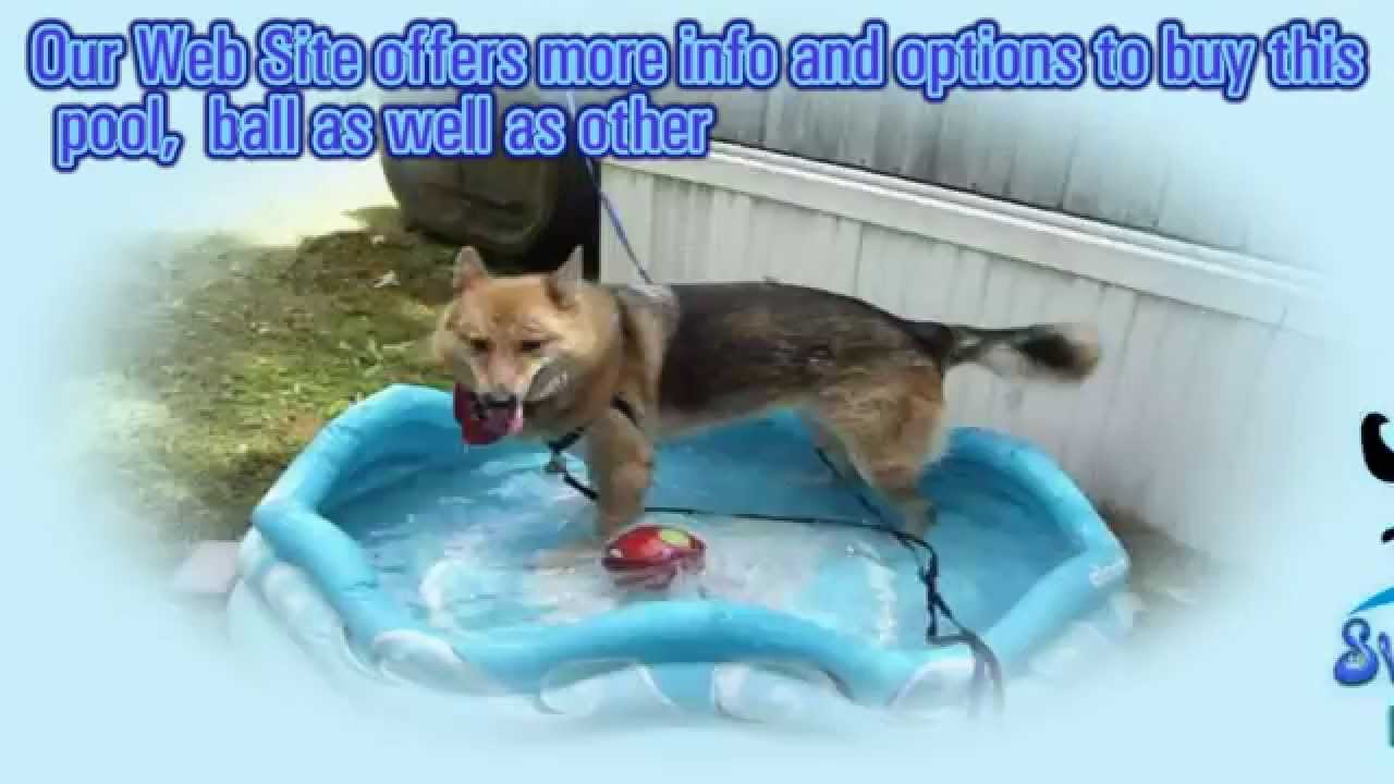 SwimmingPoolsForDogs.com: Low Cost Portable PVC Lining Inflatable Dog Swimming Pool