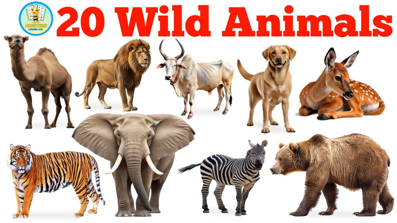 20 Wild Animals Name English & Hindi | Animals Name For Kids Hindi & English | HoneyBee Learning Hub