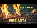 Fire ants: Can fire ants really kill you?