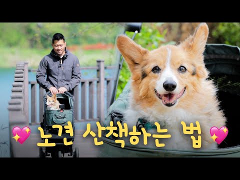 16살 노견 첼시와 산책하는 방법 [그 남자의 산책]