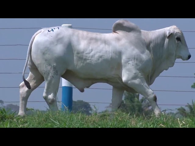 99º Leilão OB - Lote 44 - Nelore Mocho - 1 Touro PO Registrado