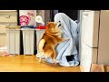 タオルをめくると帰省したお姉ちゃん（3か月ぶり）がいて感情が大爆発する柴犬