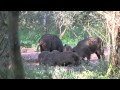 Chanchas jabalí con lechones, caza lechon con caravina.MTS