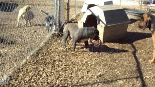 Stirling At Play With Bloodhound