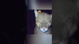 A Lontra Pegou um Pato! E Muitos Animais Foram Filmados  #animais #camera