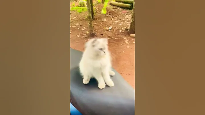 Watch the video about Sale good quality Himalayan female kitten😾#catforsale #quality #available #trivandrum