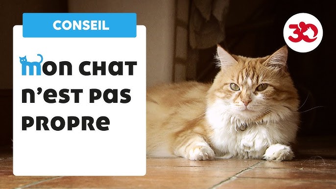 Mon Chat N Est Pas Propre Que Faire Youtube Mon Chat N Est Pas Propre Que Faire Youtube