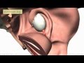 Introduction to Female Reproductive Anatomy Part 2 - Ligaments - 3D Anatomy Tutorial