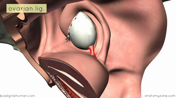 Introduction to Female Reproductive Anatomy Part 2 - Ligaments - 3D Anatomy Tutorial