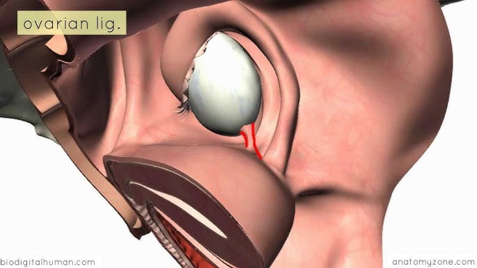 Introduction to Female Reproductive Anatomy - 3D Anatomy Tutorial 