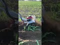 #HardWorkYieldsItsRewards—TheTrueLifeOfA Farmer #multifunctional #gasoline #mini #farming #tiller