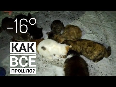 СПАСЕНИЕ ПРЕДАННЫХ КОШЕК И КОТЯТ ОТ МОРОЗА