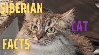 Siberian Cat Facts: Must-Know Facts for Cat Enthusiasts!