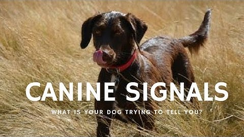 Canine Calming Signals