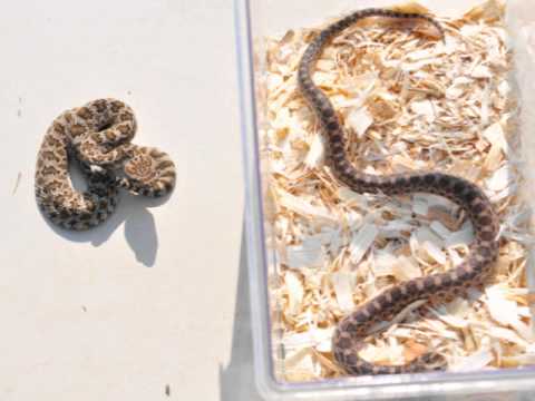 Rattlesnake Vs. Gopher Snake - YouTube