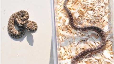 Rattlesnake Vs. Gopher Snake