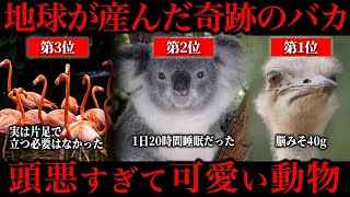 あまりにも頭が悪すぎる動物たちが可愛すぎた