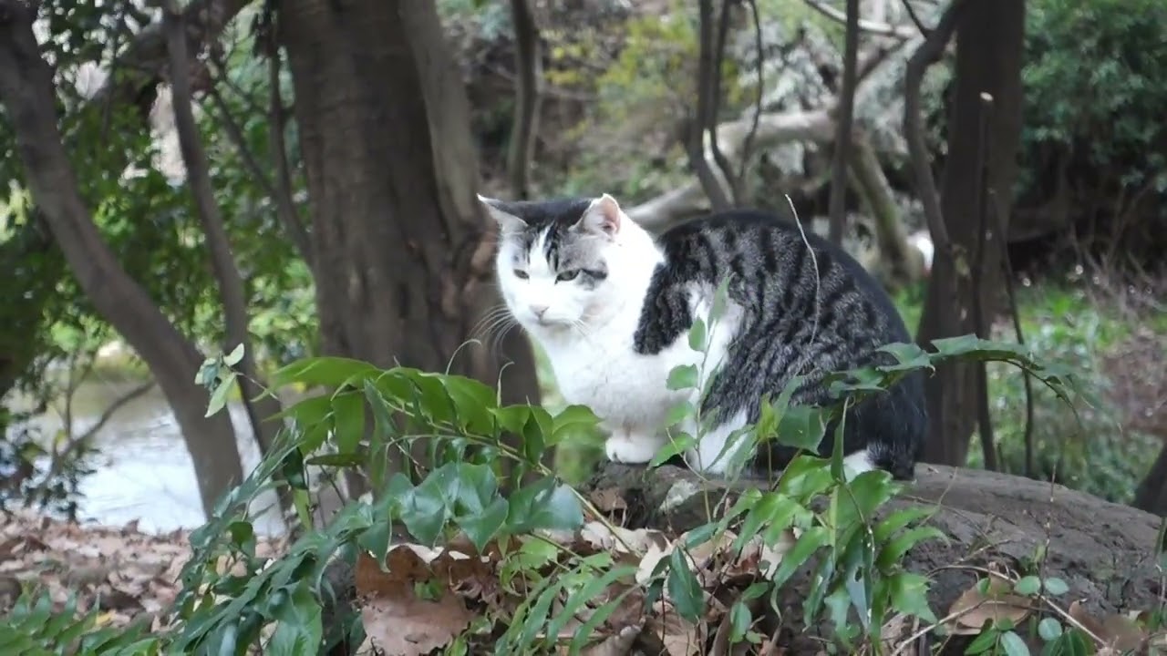 【Cat Video】 meowmeow Happy  #cat  #cats  #cute