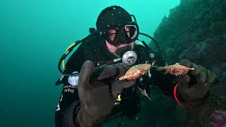 Des Milliers De Foisfrançois Joncour