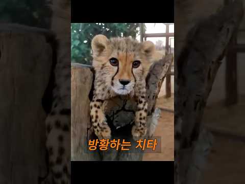 한 남자가 들판에서 길을 잃은 치타 새끼를 발견합니다. #동물 #animals thumbnail