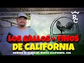 Galleros de california  los gallos ms finos de california  gallos usa  rancho el alacrn  norco