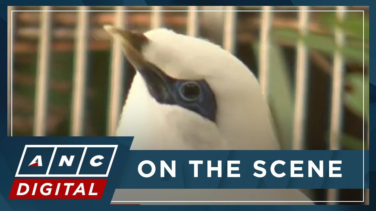 Trafficked wildlife find safe haven in U.S. zoos ANC YouTube