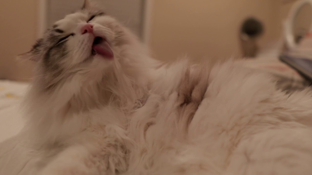 Ragdoll clean herself YouTube