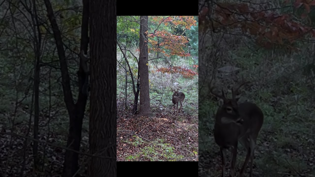 When hunting in suburban areas, anything “car pulling in” can scare the deer.