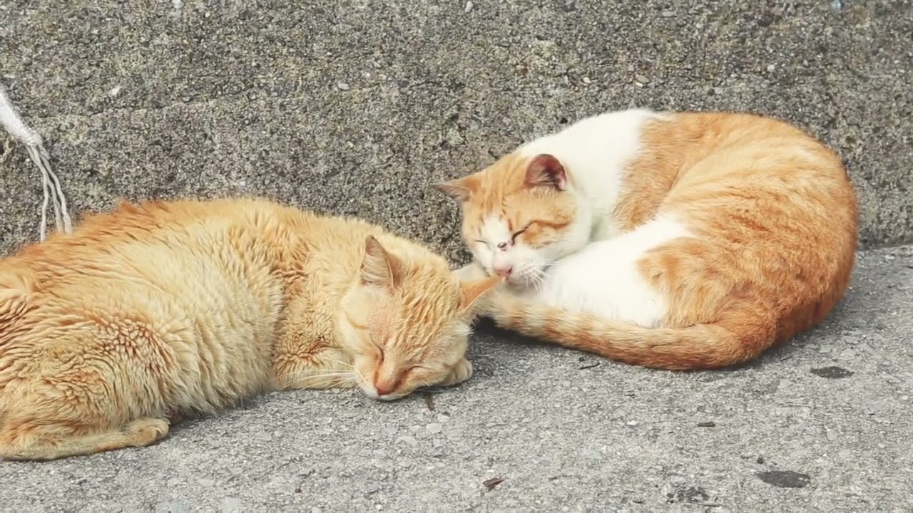 Cat Purring 10 Hours 🐱 Deep Sleep & Relaxation | Healing Purr Sounds