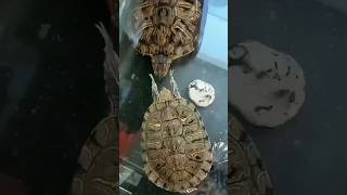 Turtle Slap 🐢