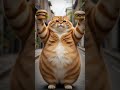 The fat cat is dancing happily#Fat cat#Happy#Dancing#Delicious food#Dance#Happiness