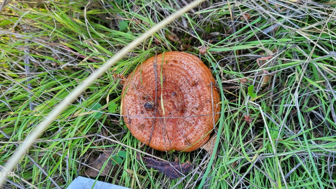 Köyde yaşam nasıl mantara gittik 