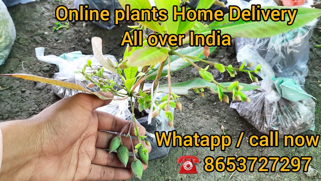 Online plants Home Delivery All over India Whatapp/call now ☎️