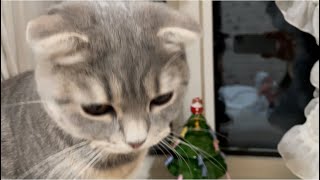 【スコティッシュフォールド】クリスマスプレゼントが届いた子猫 by てんちゃん図鑑 1,140 views 2 years ago 2 minutes, 34 seconds