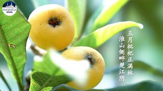 Make sure you don't miss the seasonal loquats, sweet and juicy, satisfying summer bud!