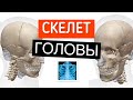 Из каких костей состоит мозговой отдел черепа человека. Анатомия черепа человека в 3Д