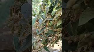 Thuvara Payar Shorts