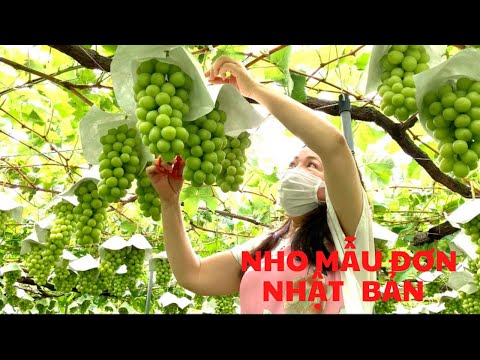 Video: Vườn Nho (33 ảnh): Nhiều Loại Và Thân Ngắn, Lá Nho Và Nhật Bản, Ussuri Và Aconitol, Trồng Ampelopsis