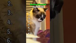 Cats being dumb part 11:  Jealous Cat 😹 #cat #funnycats #cutecat #shorts