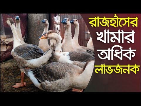 ১০০ রাজহাঁস পালনে লাভ এবং ক্ষতি। Royal Duck Farming