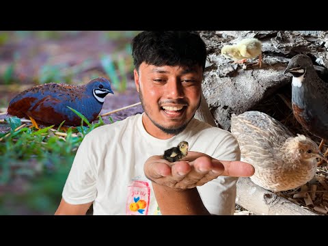 নজর বচচ নজ ফটযছ নল কযল Asian blue quail